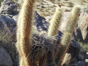 cactus wren nest Anza Borrego Desert State Park, CA